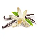 Vaina de Vainilla Flor.webp