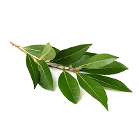 Hoja De Laurel | DSH| Jalisco | Pack 50Gr                                                                               