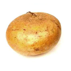 Jícama | Nayarit  |  GRL                                                                               