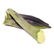 Penca de Maguey |  Guanajuato | GRL                                                                               